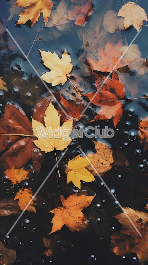 秋の葉っぱが水に浮かぶ壁紙