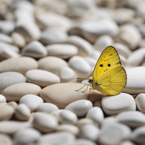 Una pequeña mariposa amarilla descansando sobre un guijarro blanco liso: una escena natural minimalista