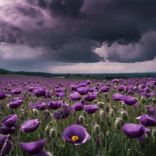 A field of purple poppies under a stormy sky. Tapeta [f2024c18e63b4e4c92fe]