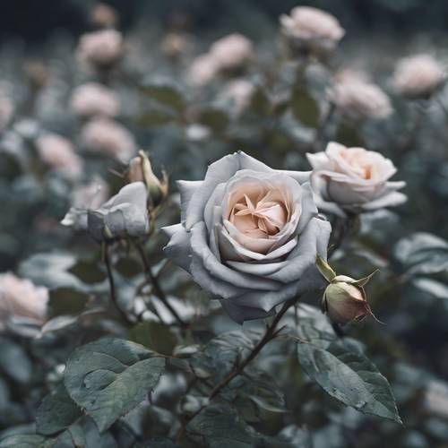 Des roses grises fleurissent au milieu d’un terrain sauvage et inculte.