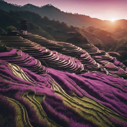 Вид с воздуха на японские рисовые террасы, окрашенные в фиолетовый цвет заходящим солнцем.