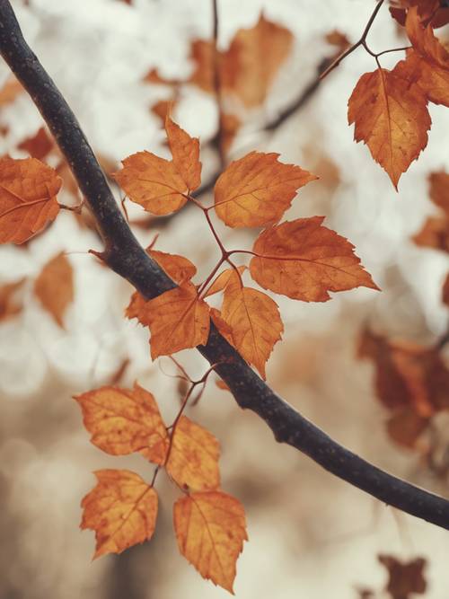 秋の葉っぱが綺麗なつるの絵：アンティーク風デザイン