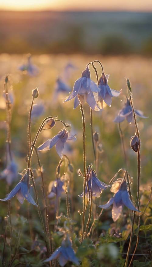 Un vasto campo repleto de flores de aguileña tocadas por un suave rocío durante el dorado amanecer.