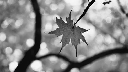 一棵秋天的枫树，树叶飘落，被捕捉在一张美丽的黑白肖像中。