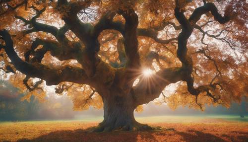 Một cây sồi hùng vĩ được bao quanh bởi vầng hào quang rực rỡ với nhiều màu sắc khác nhau trong một buổi chiều thu mát mẻ.