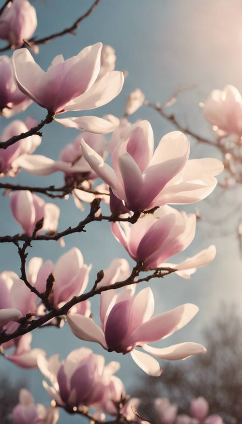 Magnolia blooms in full splendor against a gently illuminated evening sky.