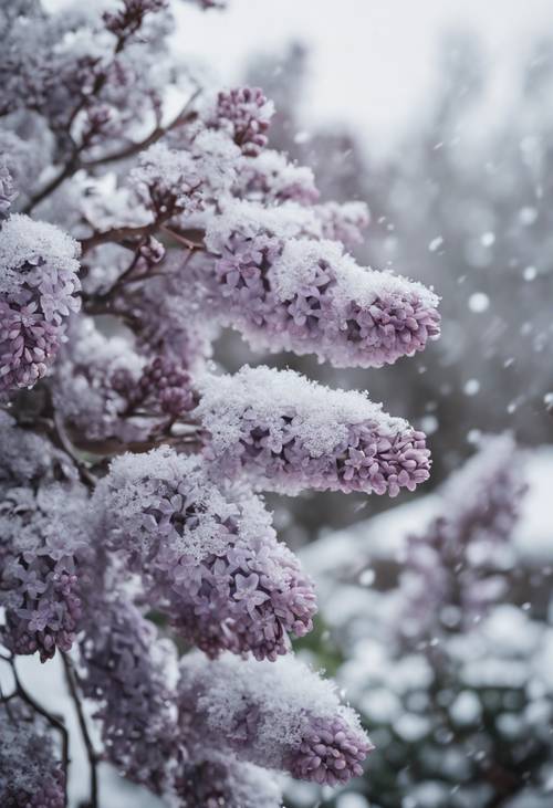 Una fotografía que captura la sombría belleza de las lilas grises contra un paisaje nevado de un blanco intenso.