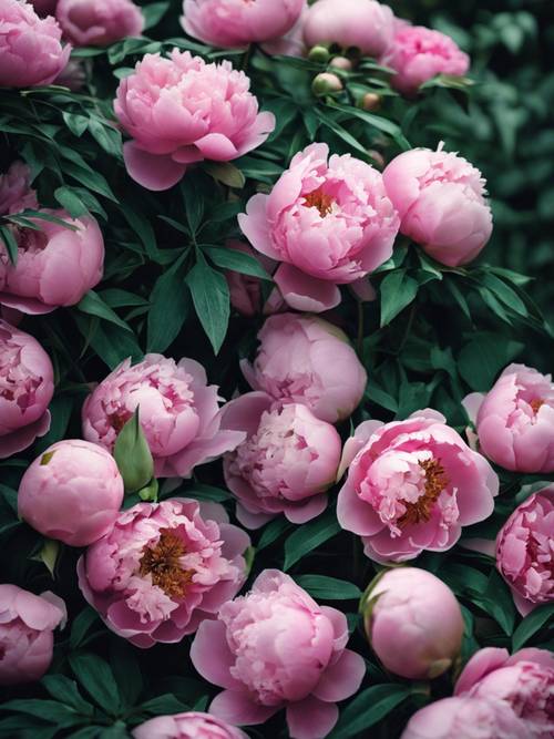 A cluster of pink peonies accessorized with their dark green foliage.