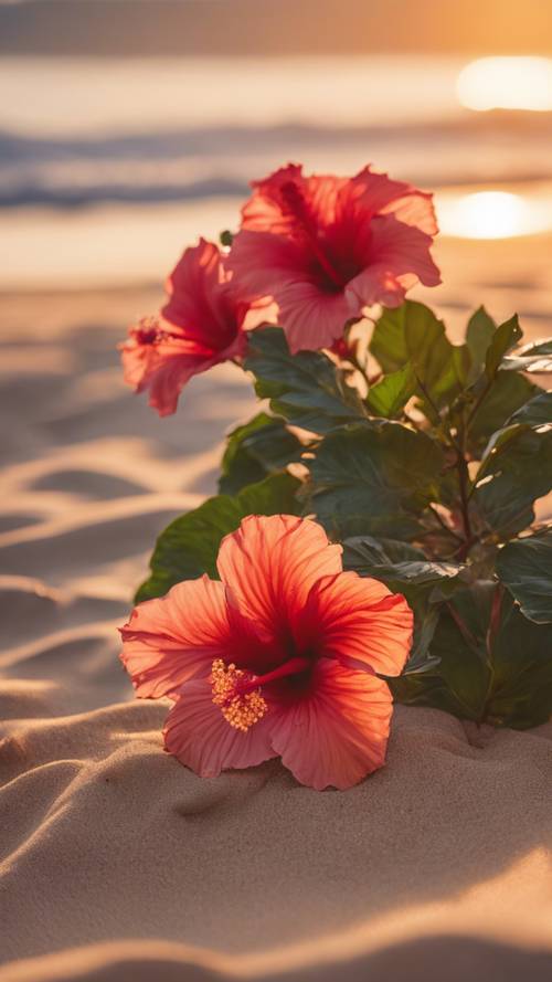 A cluster of tropical hibiscus flowers blooming on a sandy beach at sunset.