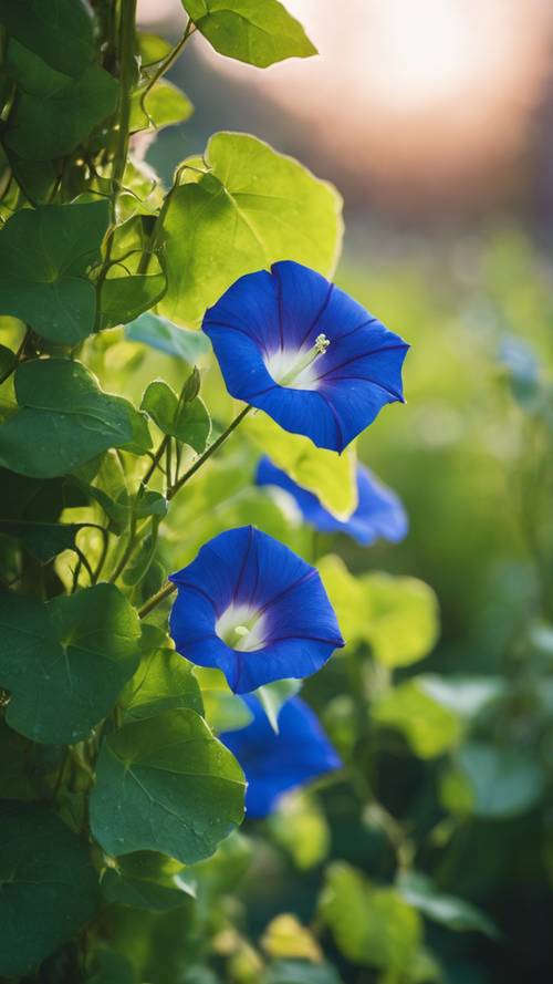 Close-up picture of royal blue morning glories with bright green leaves in the early morning dew.