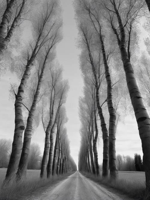Sakin bir köy yolundaki bir dizi kavak ağacı, atmosferik siyah beyaz bir fotoğrafta tasvir edilmiştir.