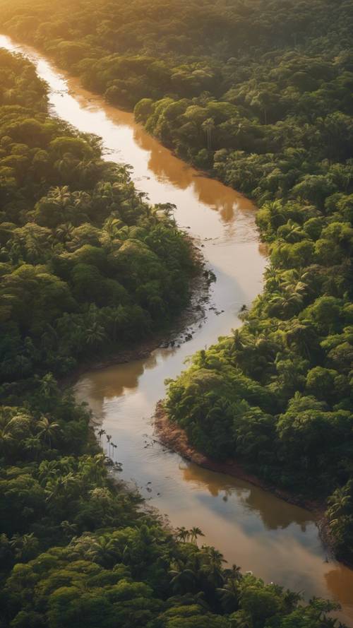 A stunning aerial view of a meandering river through a tropical jungle as the sun sets.