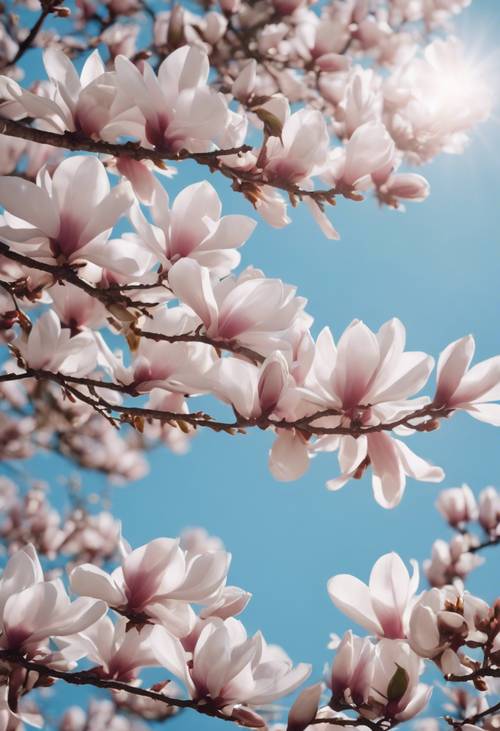 優雅的玉蘭花樹盛開著白色和粉紅色的花朵，映襯在清澈的藍天上。