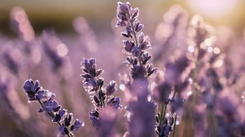 Tampilan jarak dekat yang mendetail dari kelopak lavender yang mencium embun di bawah cahaya pagi yang lembut.
