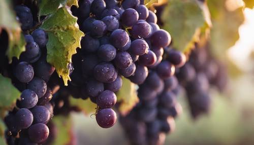 Ciemnofioletowe winogrona zwisające z winorośli pokrytej poranną rosą