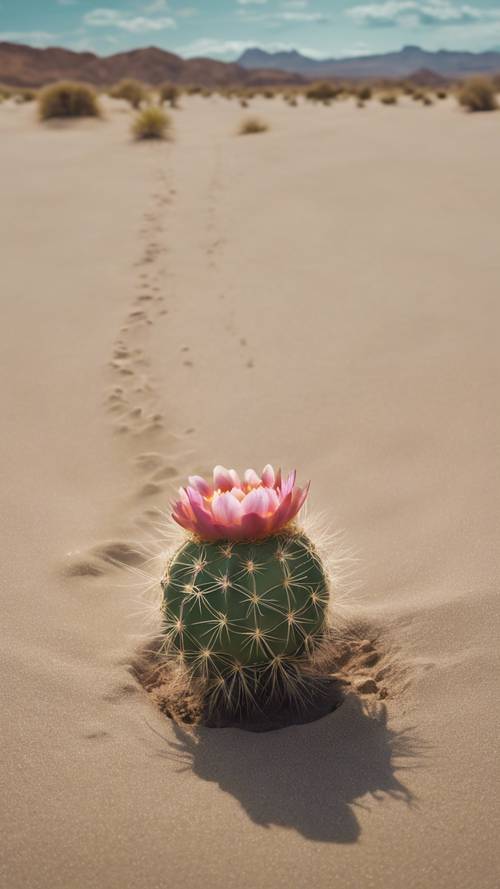 Una escena del desierto con un solo cactus en flor y las palabras &quot;Dios hace todas las cosas hermosas en su tiempo&quot; grabadas en la arena.