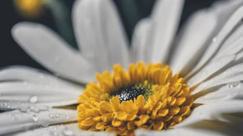 一朵雏菊的特写，其花心为鲜黄色，花瓣为白色。