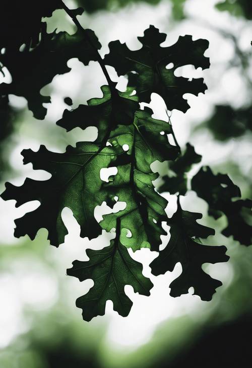 Силуэт дубовых листьев в темно-зеленом сиянии.