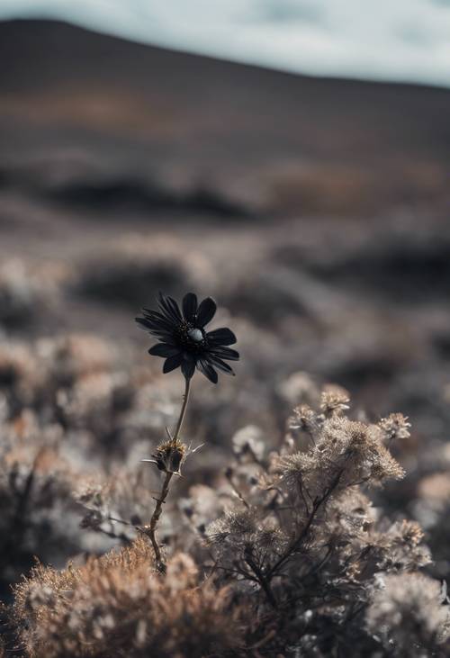 A barren black landscape with a rare black flower in bloom.
