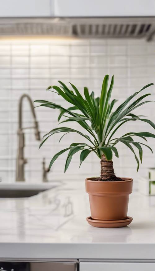 可愛的小棕櫚樹坐在白色廚房櫃檯上的一個小盆子裡。