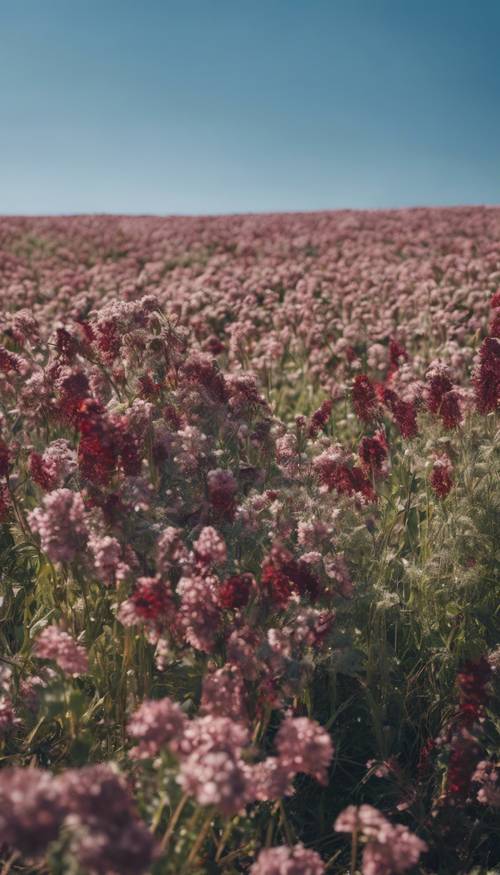 Fields of burgundy flowers underneath a clear, blue sky