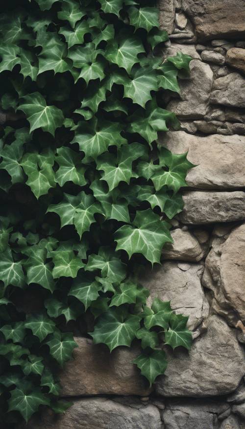 Pemandangan dari dekat tanaman ivy hijau tua yang merayap di dinding batu kuno.