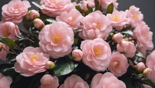 Rangkaian bunga kamelia berwarna merah muda terang ditata dengan cermat dalam gaya merangkai bunga tradisional Jepang (ikebana).