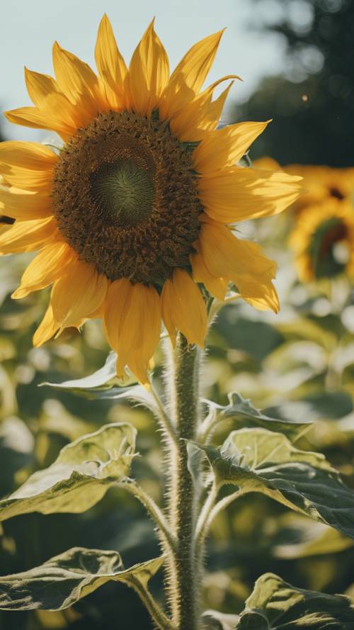 Eine leuchtend gelbe Sonnenblume, die auf einem Sommerfeld wächst.