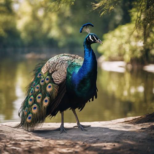 A black peacock preening its plumage by a crystal-clear lake. Tapet [0c76753596d34d18a030]
