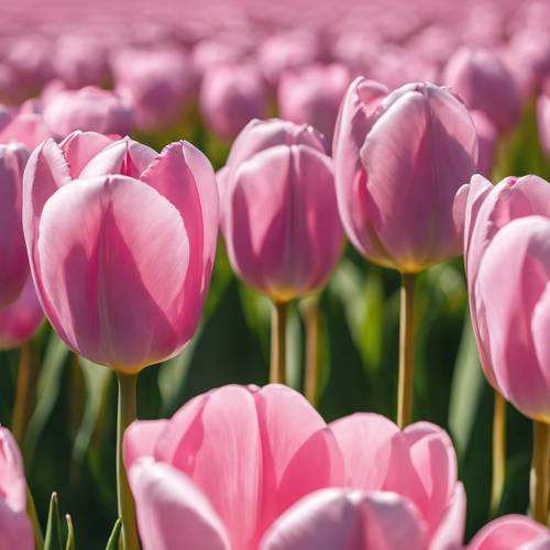 Różowe tulipany stoją dumnie na polu pod czystym lazurowym niebem.