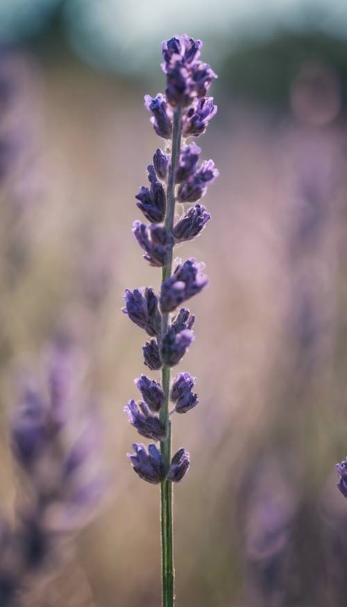 Tangkai lavender tunggal dalam jarak yang sangat dekat, dengan kedalaman bidang yang dangkal dan latar belakang yang lembut.