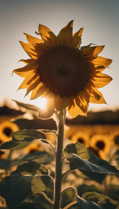 Un tournesol se détache dans un champ, projetant une longue ombre alors que le soleil se couche.