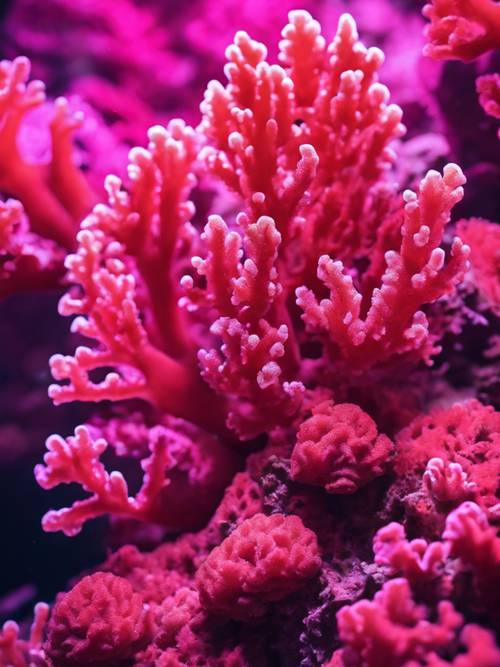 An assortment of vibrant pink and deep red sea corals underwater.