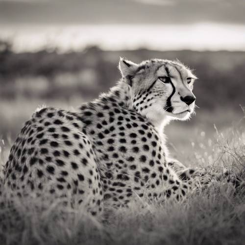 Gambar hitam putih bergaya vintage dari seekor cheetah yang mengantuk, bersantai di atas bukit berumput saat matahari terbenam.