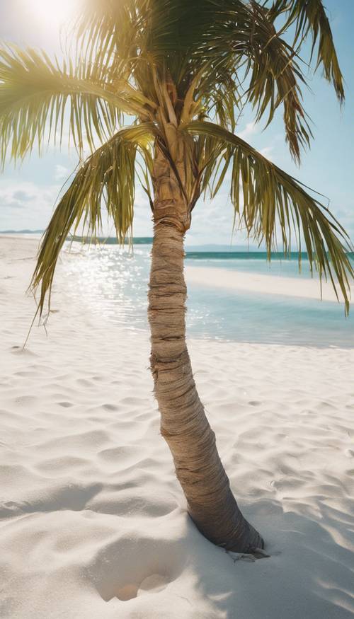עץ דקל צעיר מתחמם בשמש אחר הצהריים על חוף חולי לבן.