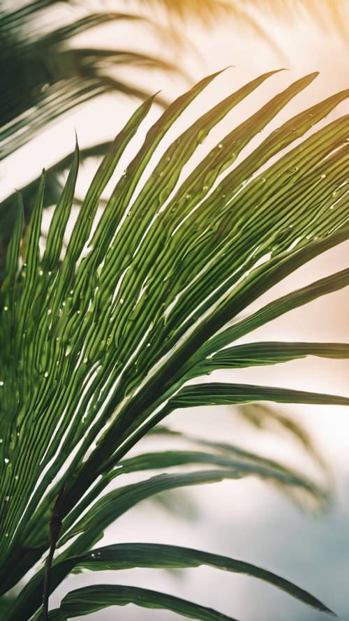 Sabahın erken saatlerinde çiğle öpülmüş bir palmiye yaprağının yakın çekimi.