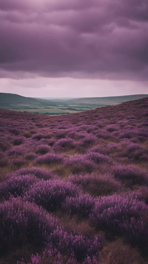 灰色の空の下に広がる紫色のヘザーが美しい草原