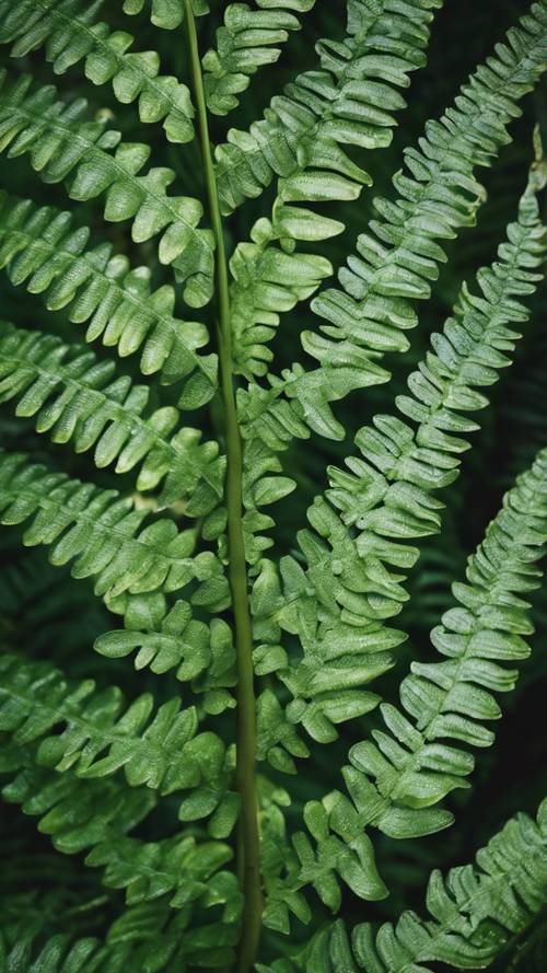 A close-up view of tropical fern leaves displaying rich green textures in crisp daylight. Tapet [630033a5a6fd43b4b48f]