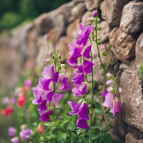 色彩鲜艳的香豌豆花在崎岖的石墙上绽放。
