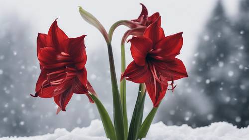 A striking amaryllis in deep red, standing dramatically against the backdrop of a snowy landscape.