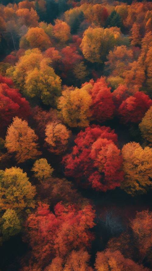 Una impresionante perspectiva aérea de un vasto bosque encantado durante el otoño, con hojas que muestran vibrantes tonos de rojo, naranja y dorado.