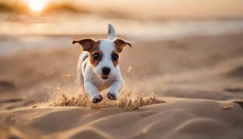 작고 활력이 넘치는 잭 러셀 테리어 강아지가 일몰 동안 모래사장을 달리고 있습니다.