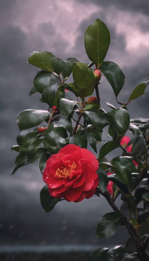 ดอก Camellia japonica สีแดงเพียงดอกเดียวตั้งตระหง่านท่ามกลางพื้นหลังที่อึมครึมและมีพายุ