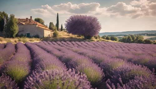 오후의 태양 아래 넓은 라벤더 밭이 있는 소박한 프랑스 시골.