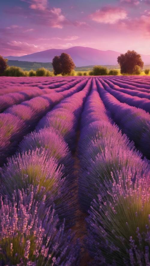 夕焼けのラベンダー畑の壁紙　-　紫色の空が美しい景色