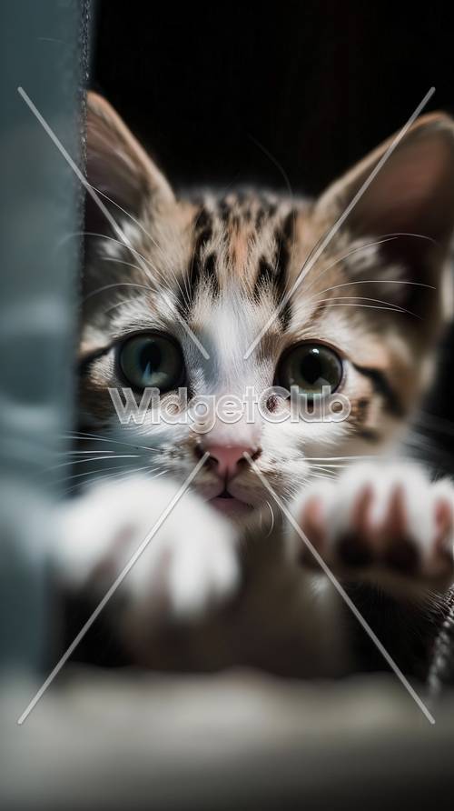 Cute Kitten Wallpaper [9f44e7a9559c4c0c89a8]