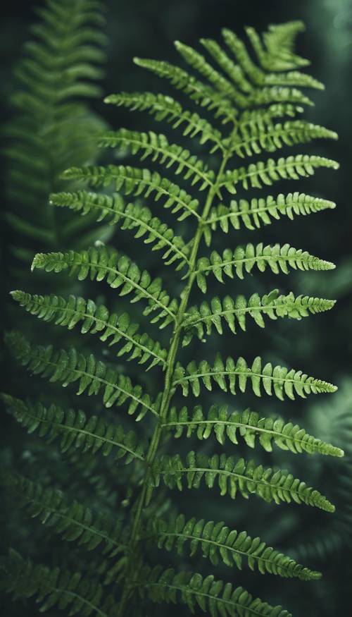 Close-up of dark green fern fronds with delicate leaflets. Tapet [e926b60027d646efa314]