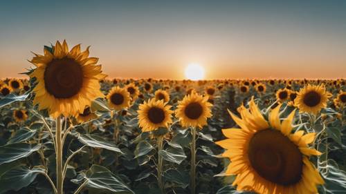Ladang bunga matahari di bawah langit biru cerah dengan matahari terbenam dan bulan terbit sebagai latar belakang.