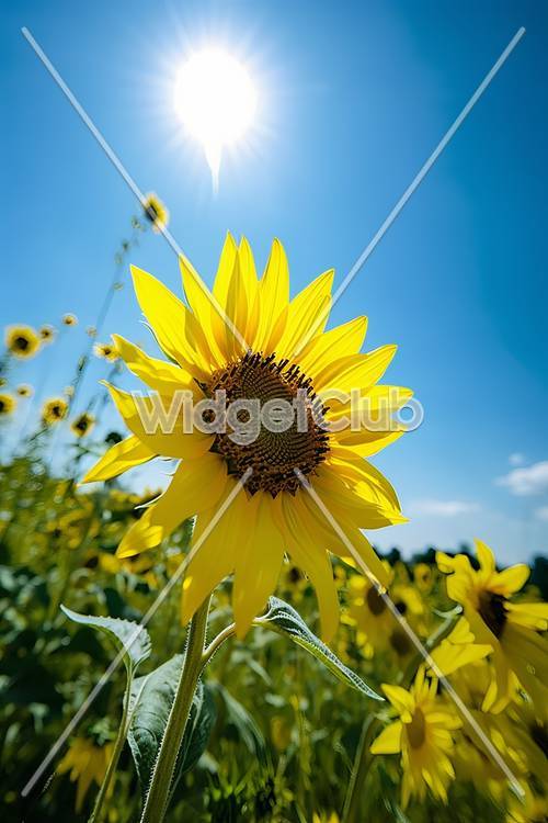Bright Sunflower Field Under Blue Sky