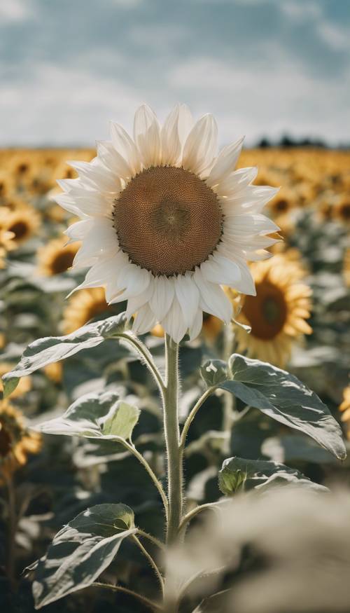 A white sunflower in a large field during daytime. Tapeta [5406789eab4b4c79a6da]
